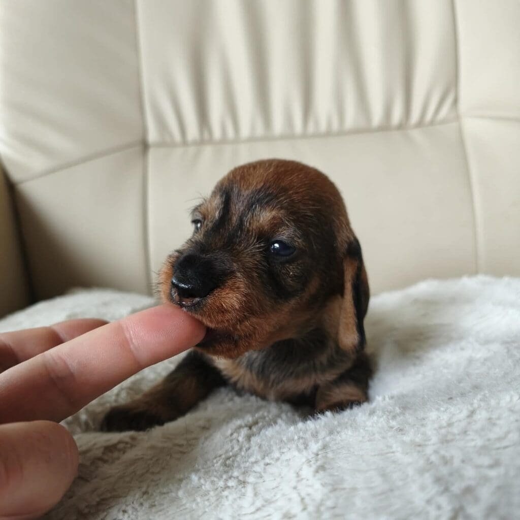 att._K4jf2cZ-IOcgFUTBt3FCeHOJIXqCGovEwhutigakzo